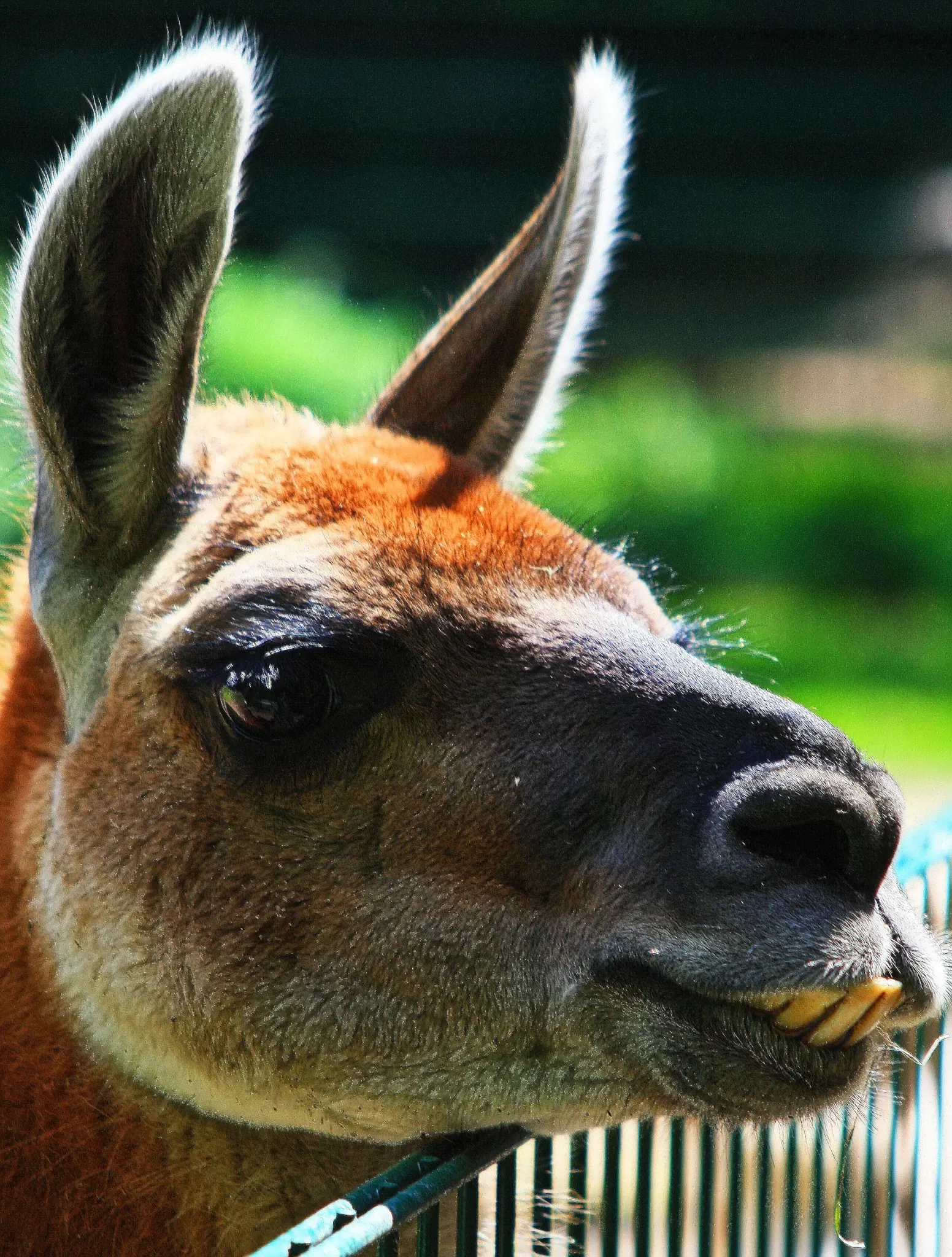 Tierpark Angermünde