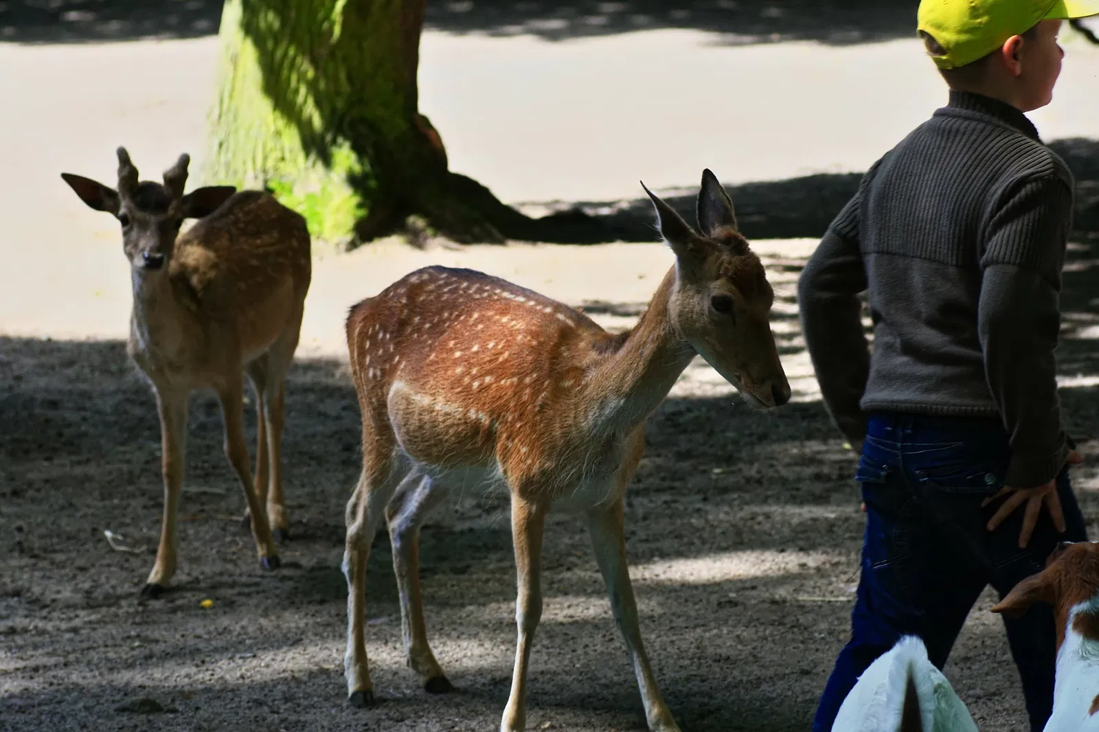 Tierpark Angermünde