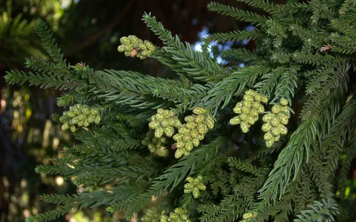 Arboretum des Grands Murcins