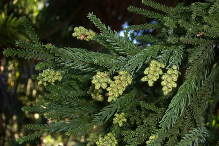 Arboretum des Grands Murcins