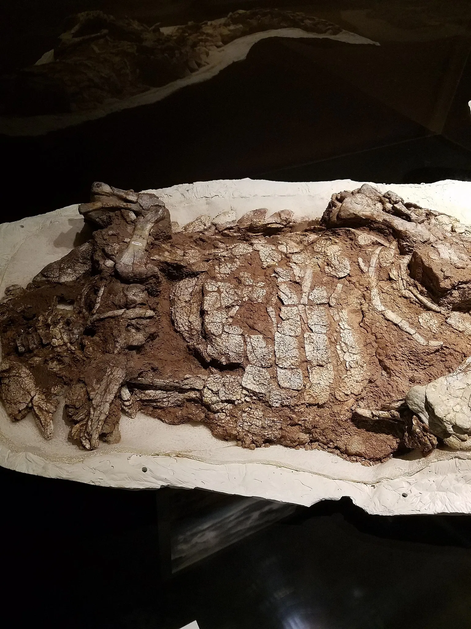 New Mexico Museum of Natural History & Science