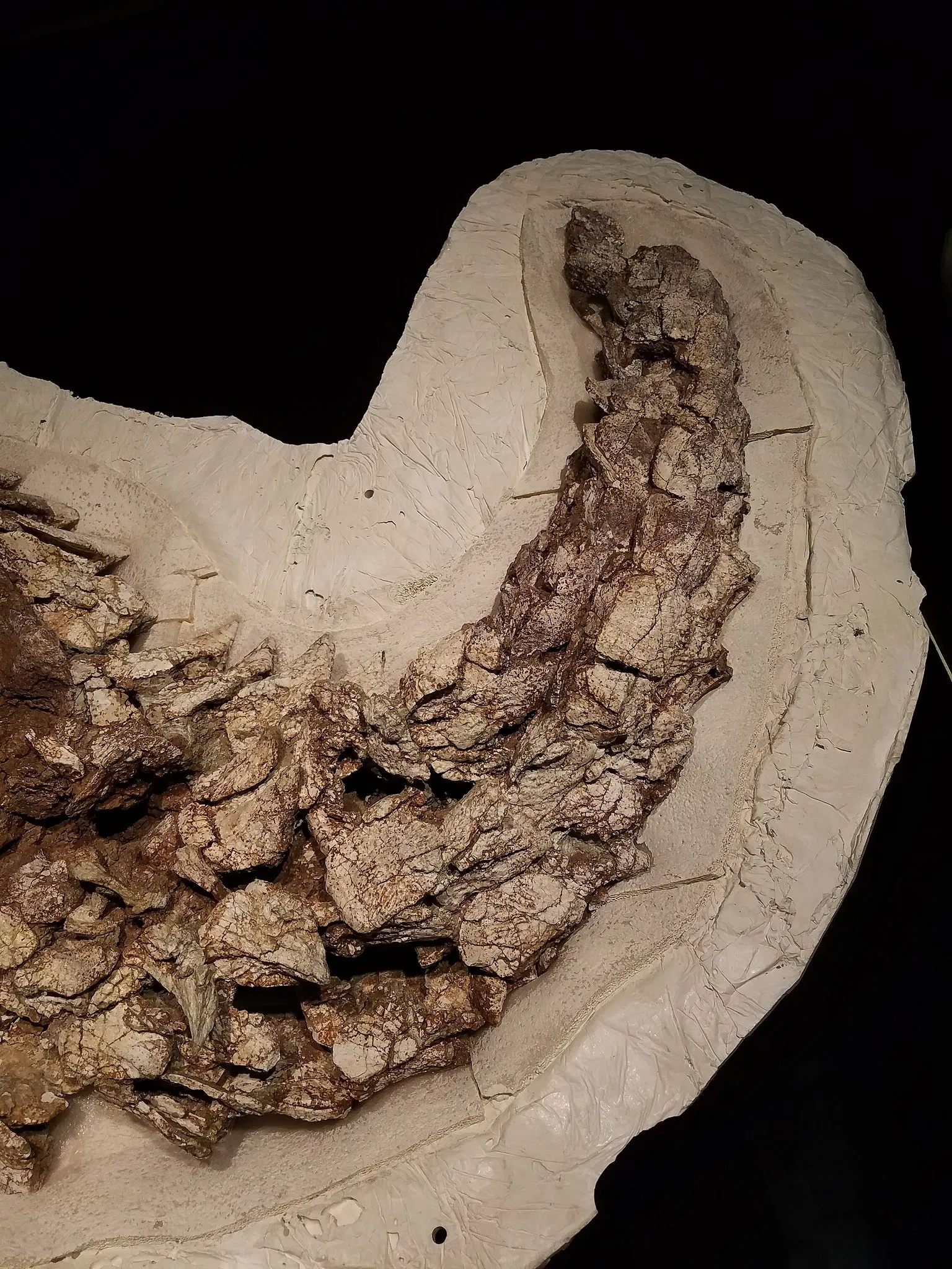 New Mexico Museum of Natural History & Science