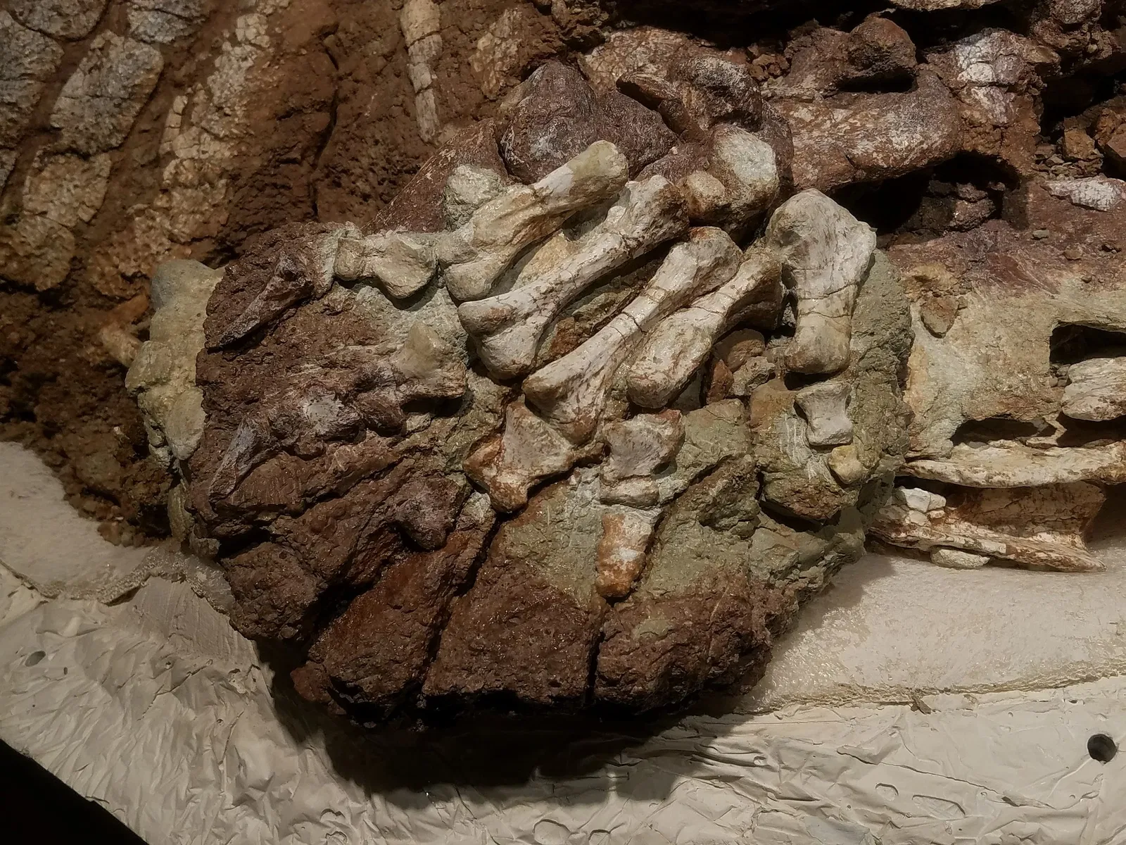 New Mexico Museum of Natural History & Science