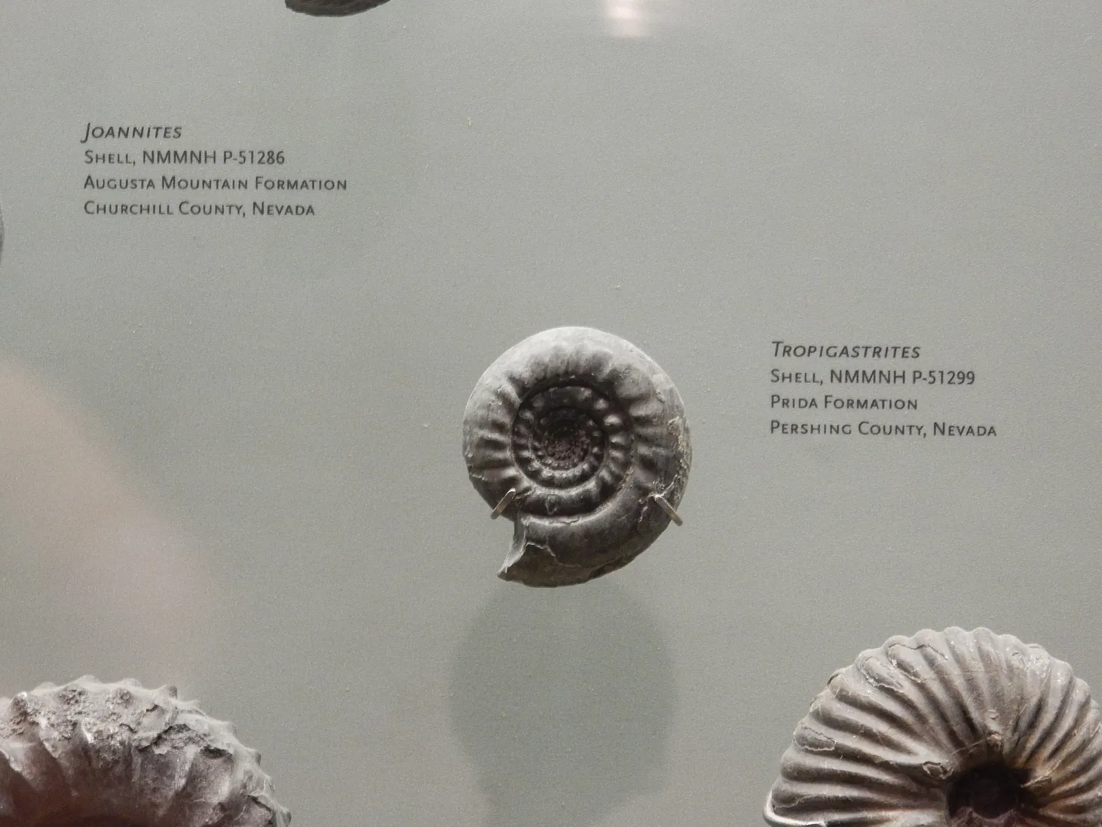 Musée d'histoire naturelle et des sciences du Nouveau-Mexique