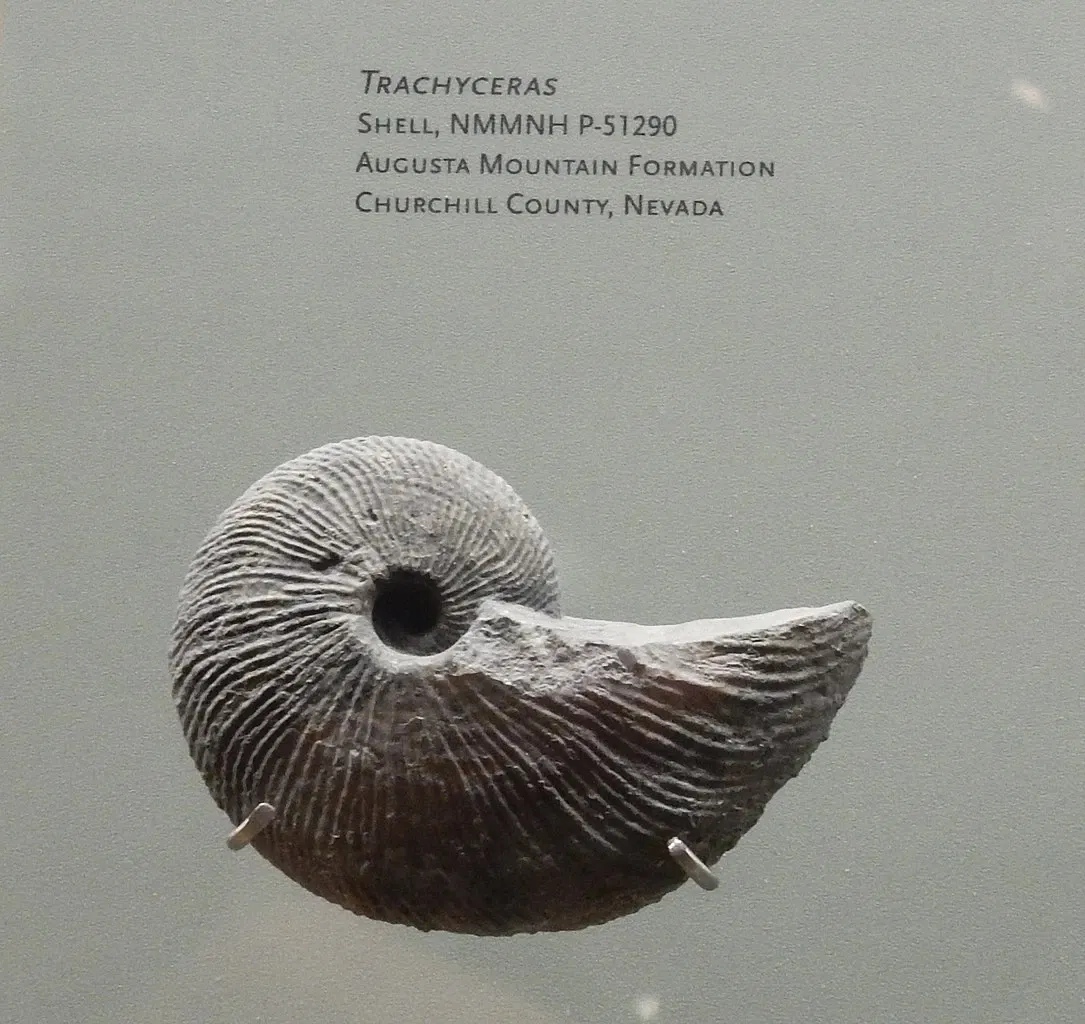 Musée d'histoire naturelle et des sciences du Nouveau-Mexique