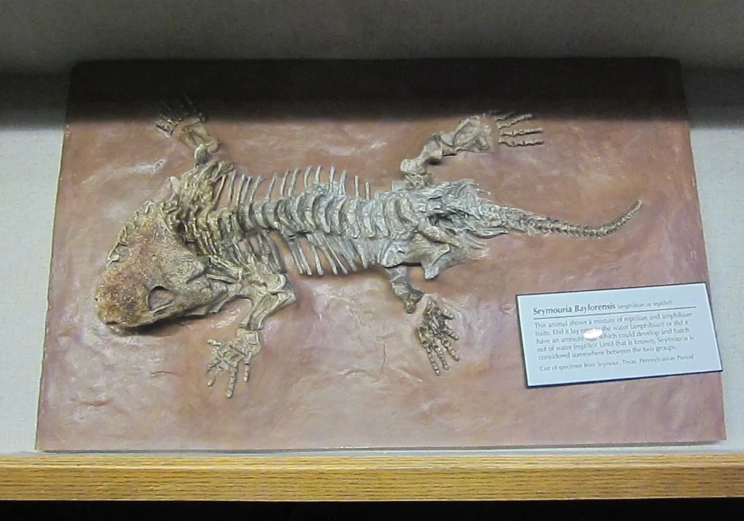 Musée d'histoire naturelle et des sciences du Nouveau-Mexique