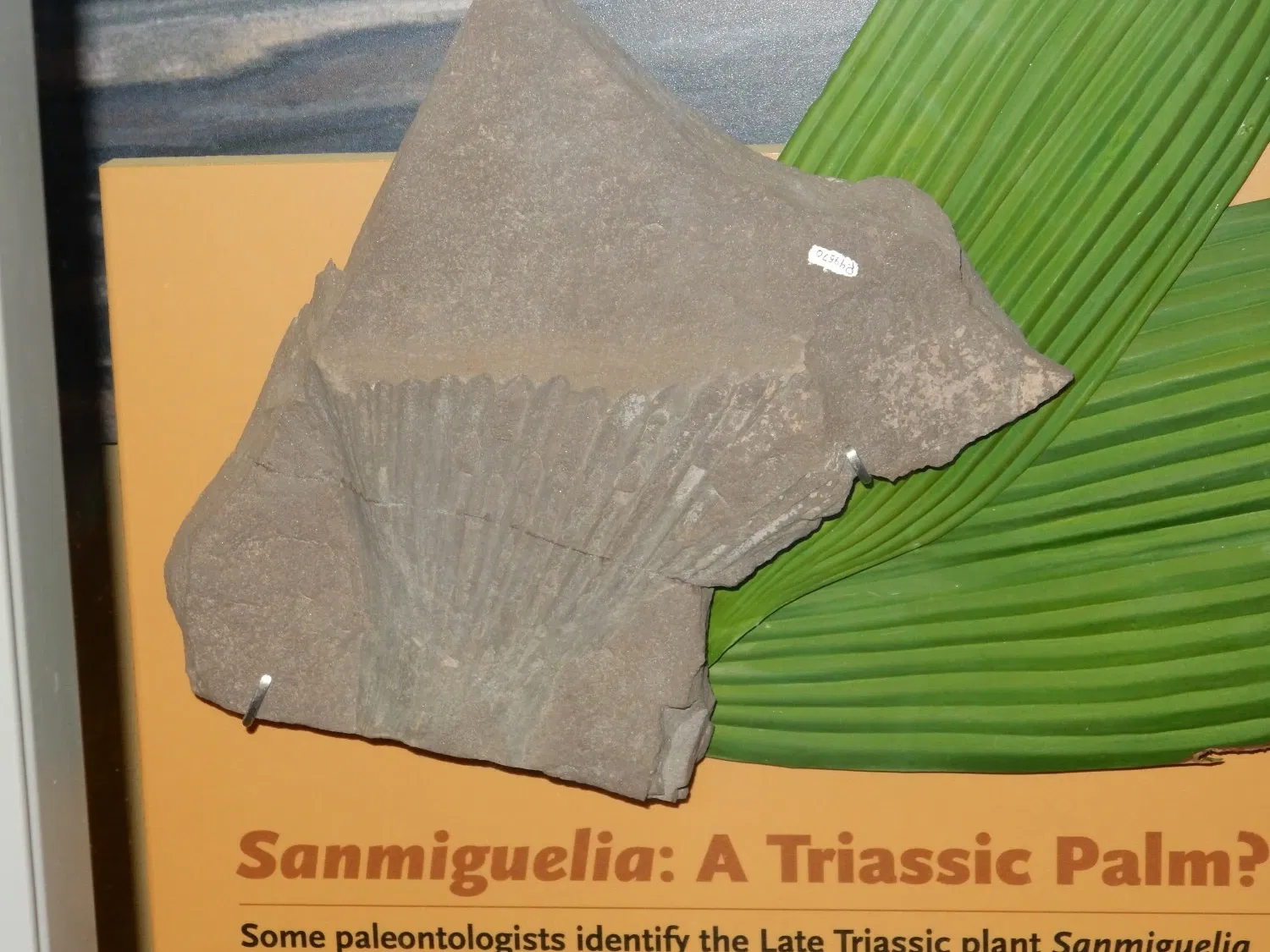 New Mexico Museum of Natural History & Science