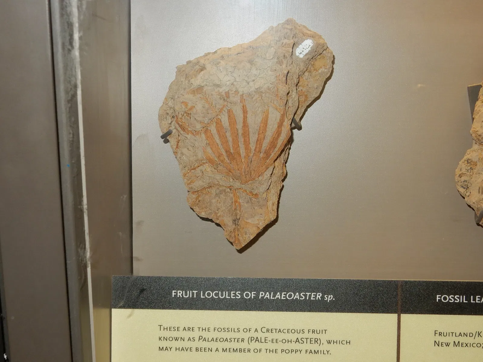 New Mexico Museum of Natural History & Science