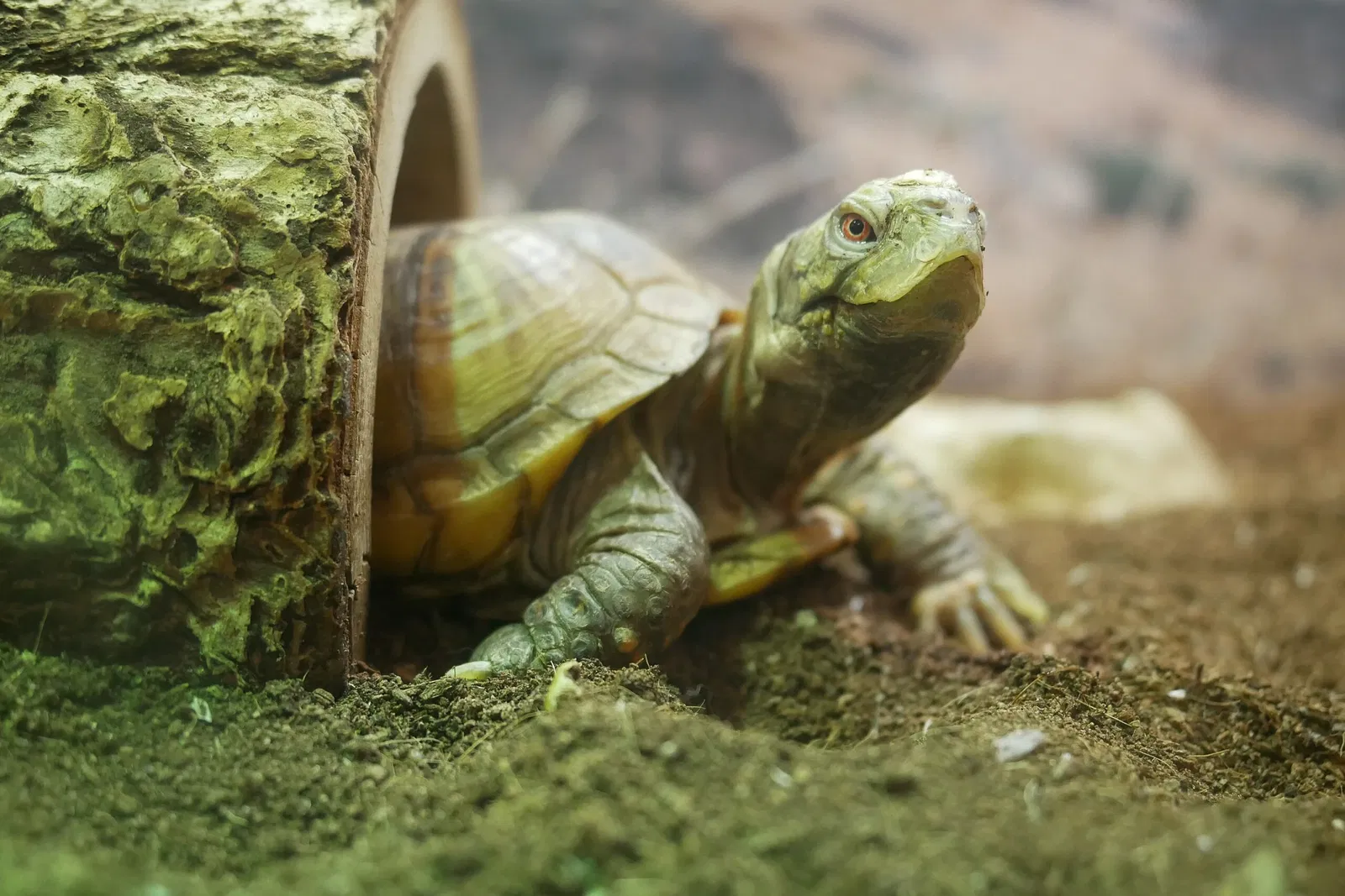 Musée d'histoire naturelle et des sciences du Nouveau-Mexique