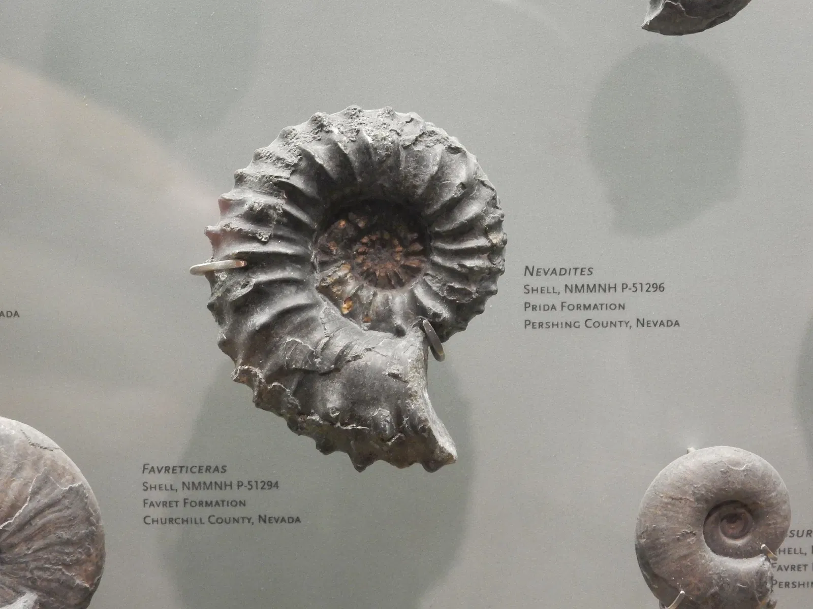 New Mexico Museum of Natural History & Science