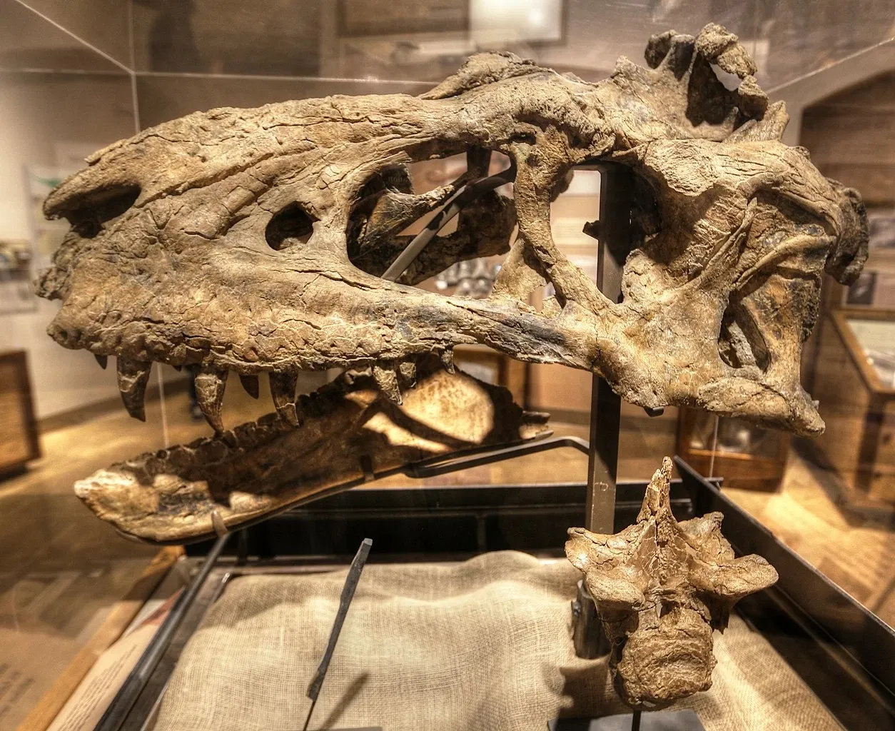 Musée d'histoire naturelle et des sciences du Nouveau-Mexique