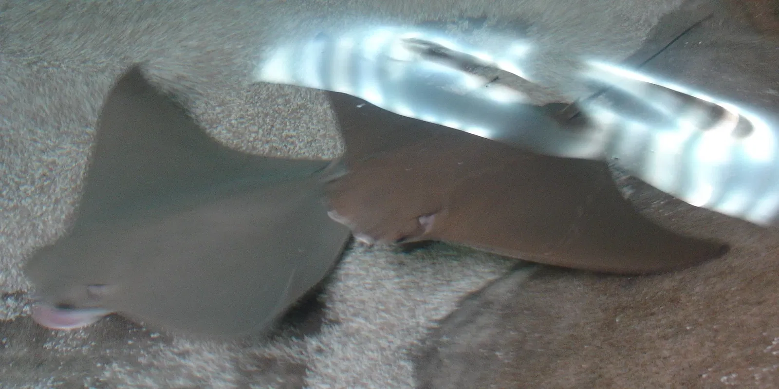 Albuquerque Aquarium