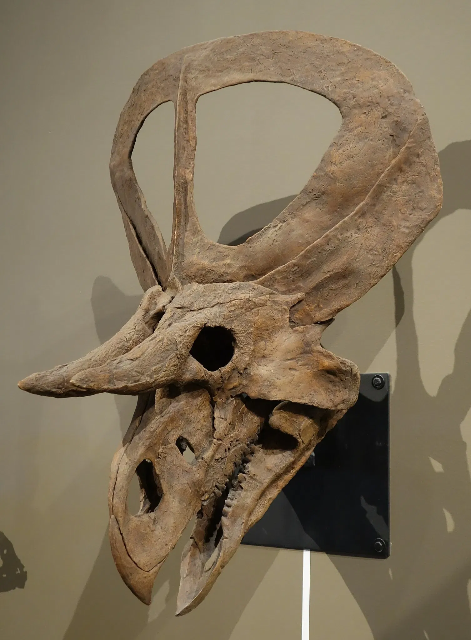 Natural History Museum of Utah