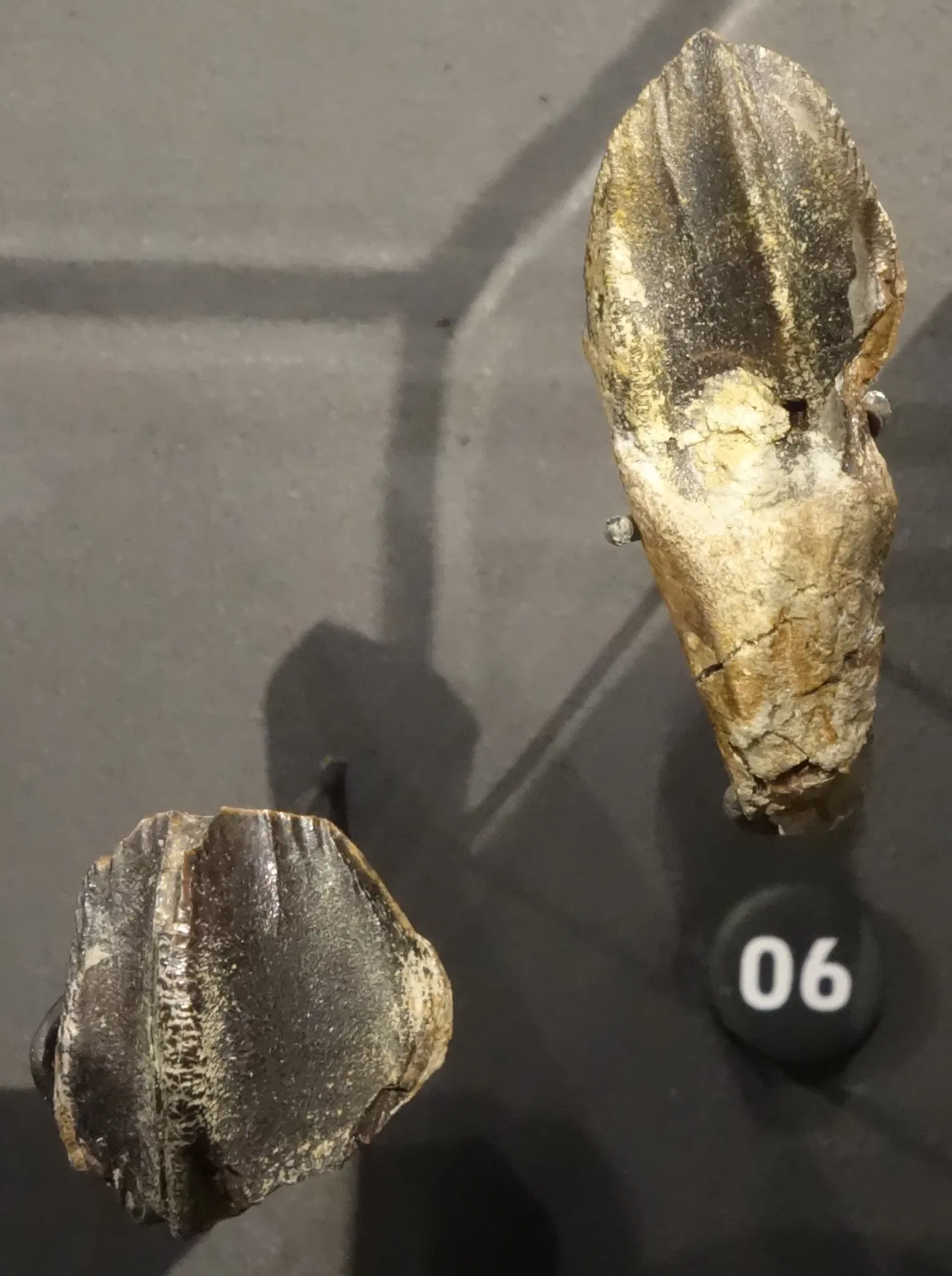 Natural History Museum of Utah