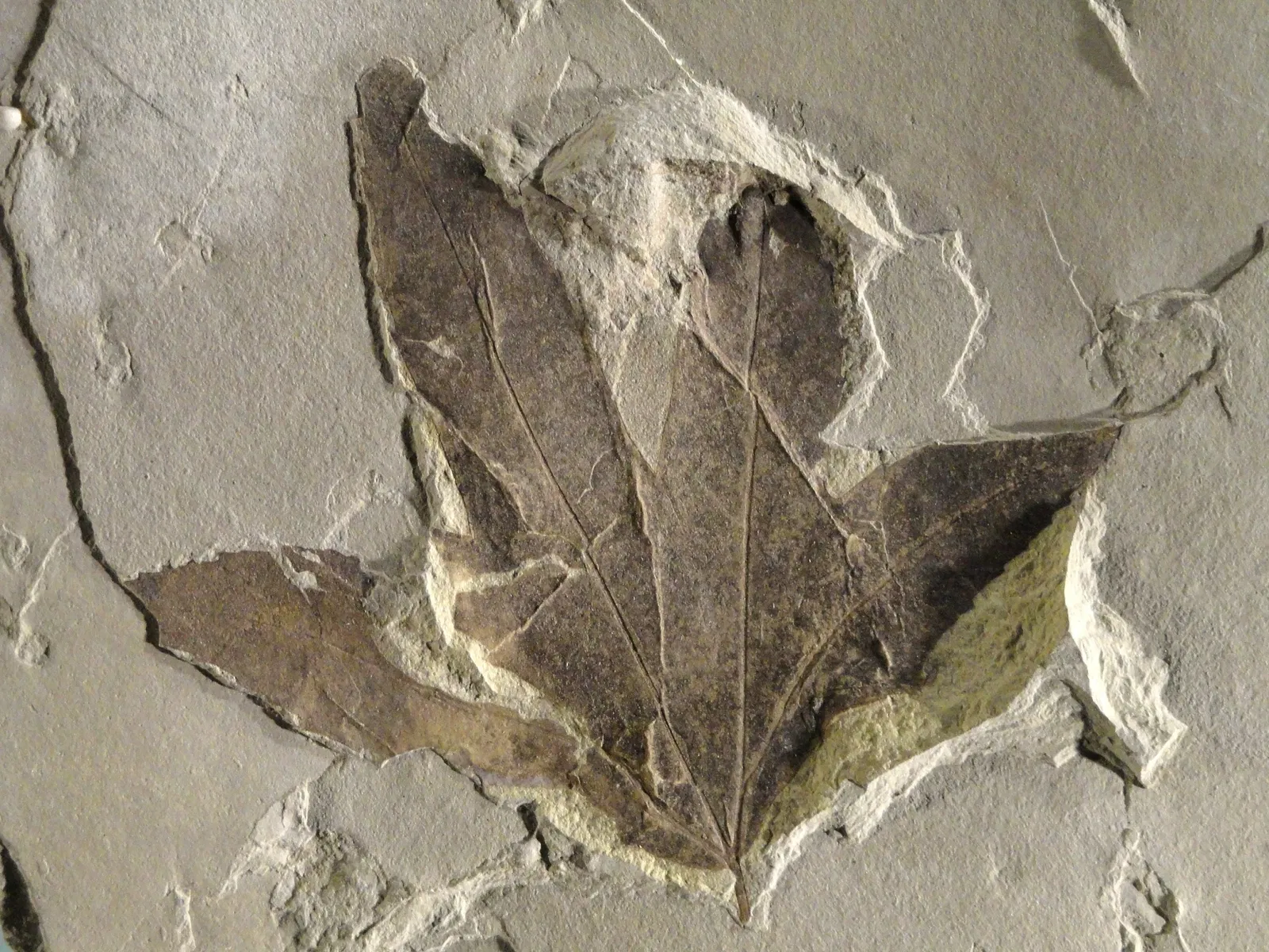 Natural History Museum of Utah