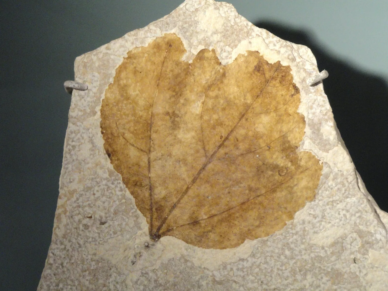 Natural History Museum of Utah