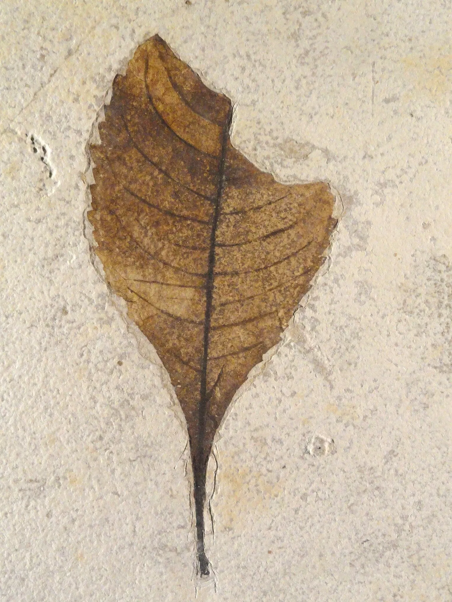 Natural History Museum of Utah