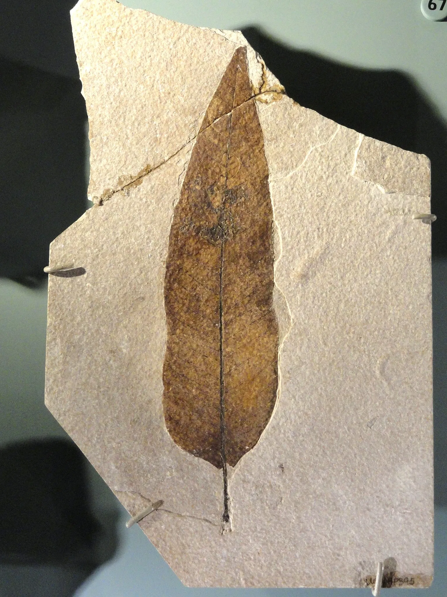 Natural History Museum of Utah