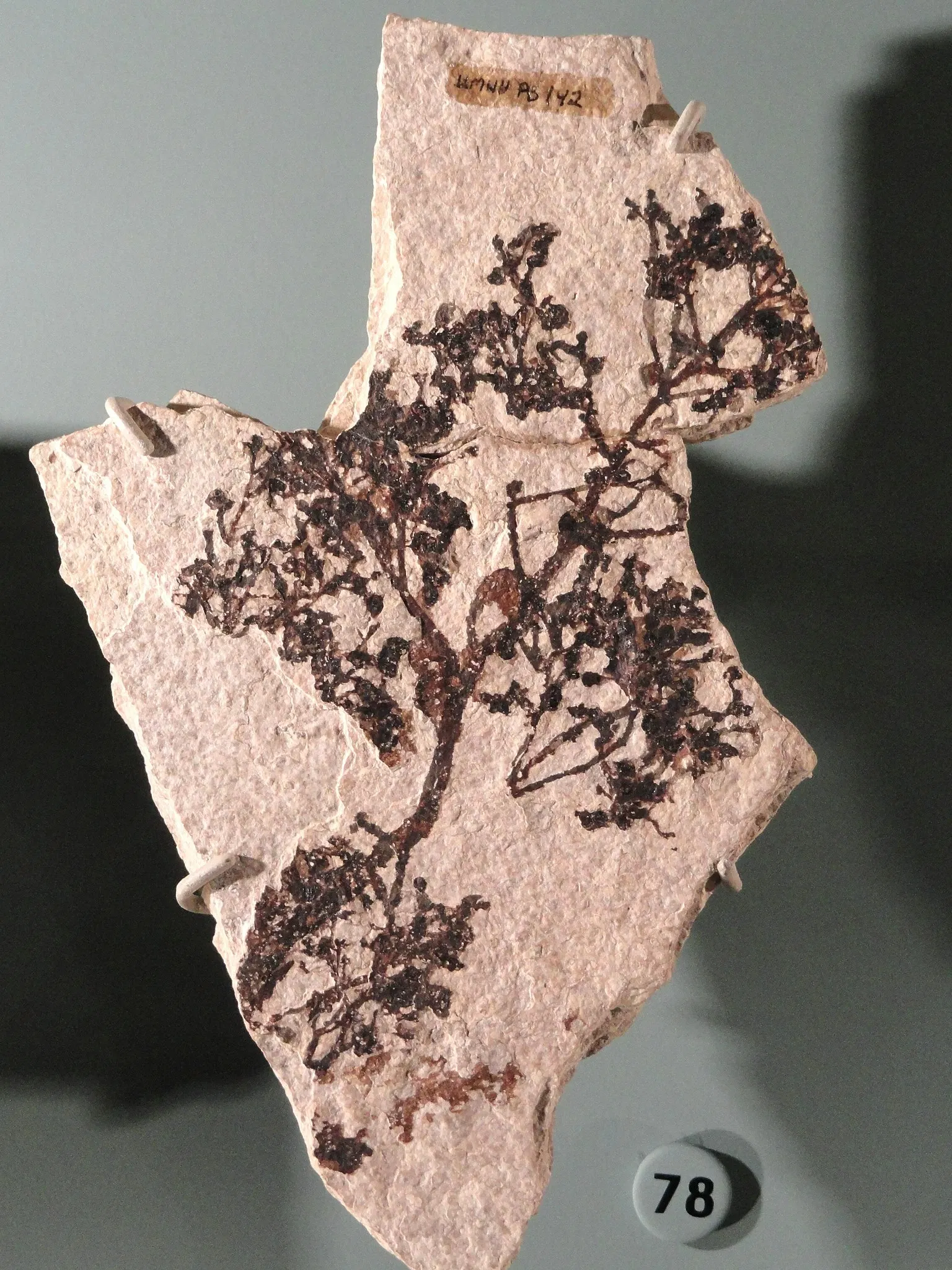 Natural History Museum of Utah