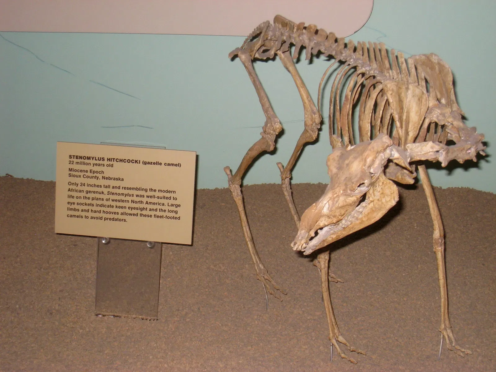 Natural History Museum of Utah