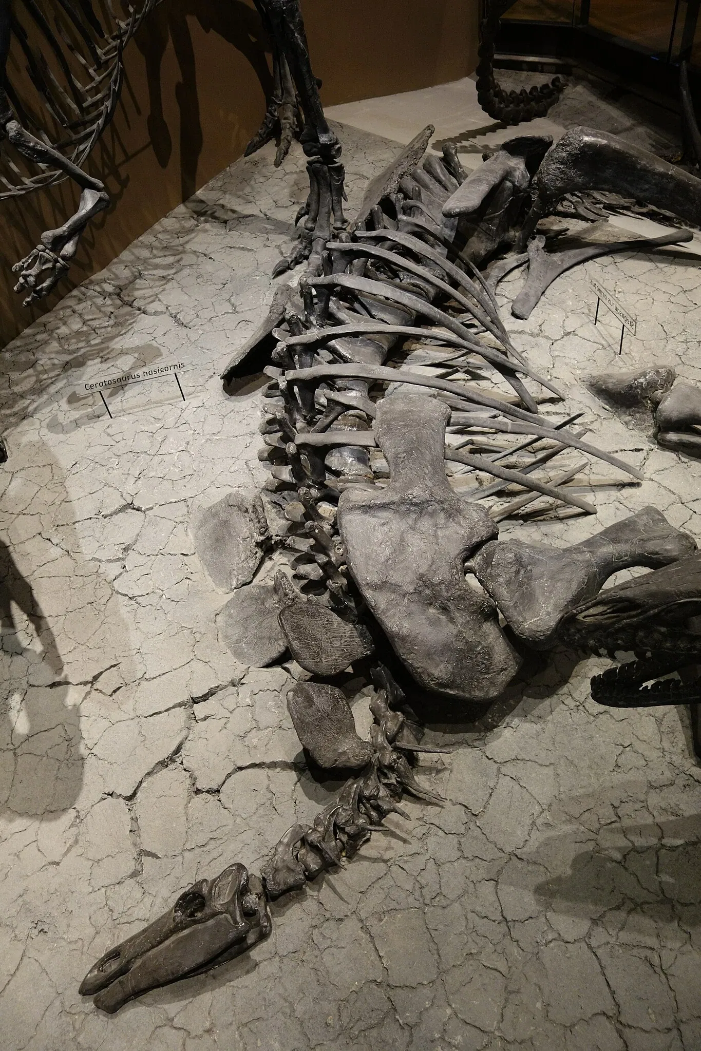 Natural History Museum of Utah