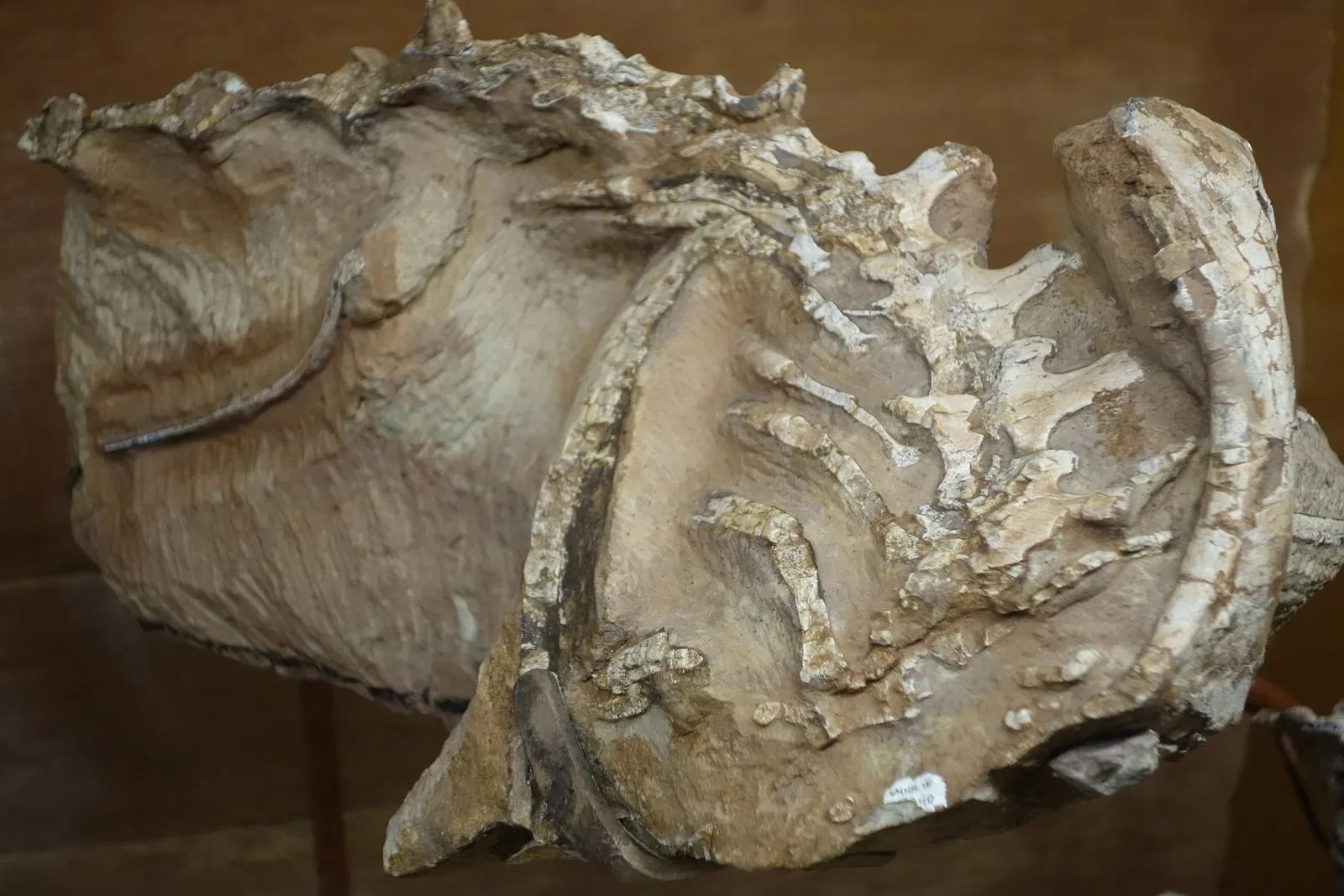 Natural History Museum of Utah