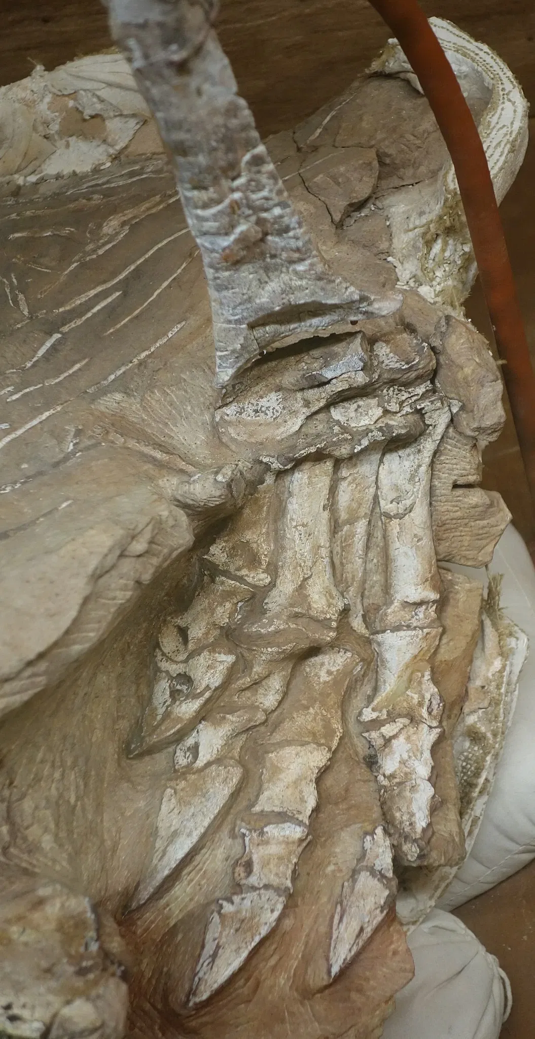 Natural History Museum of Utah