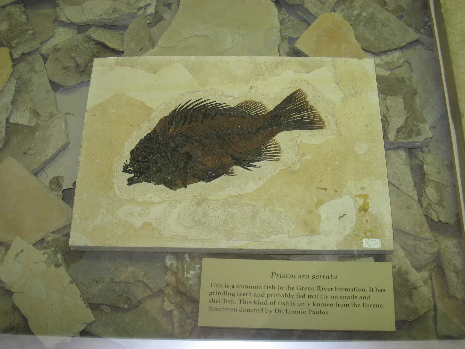 Natural History Museum of Utah