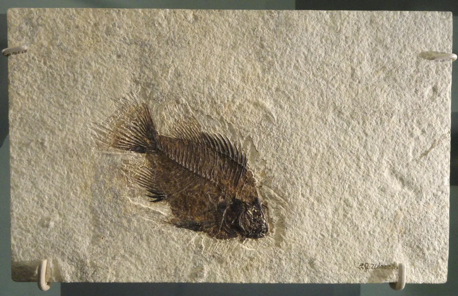 Natural History Museum of Utah