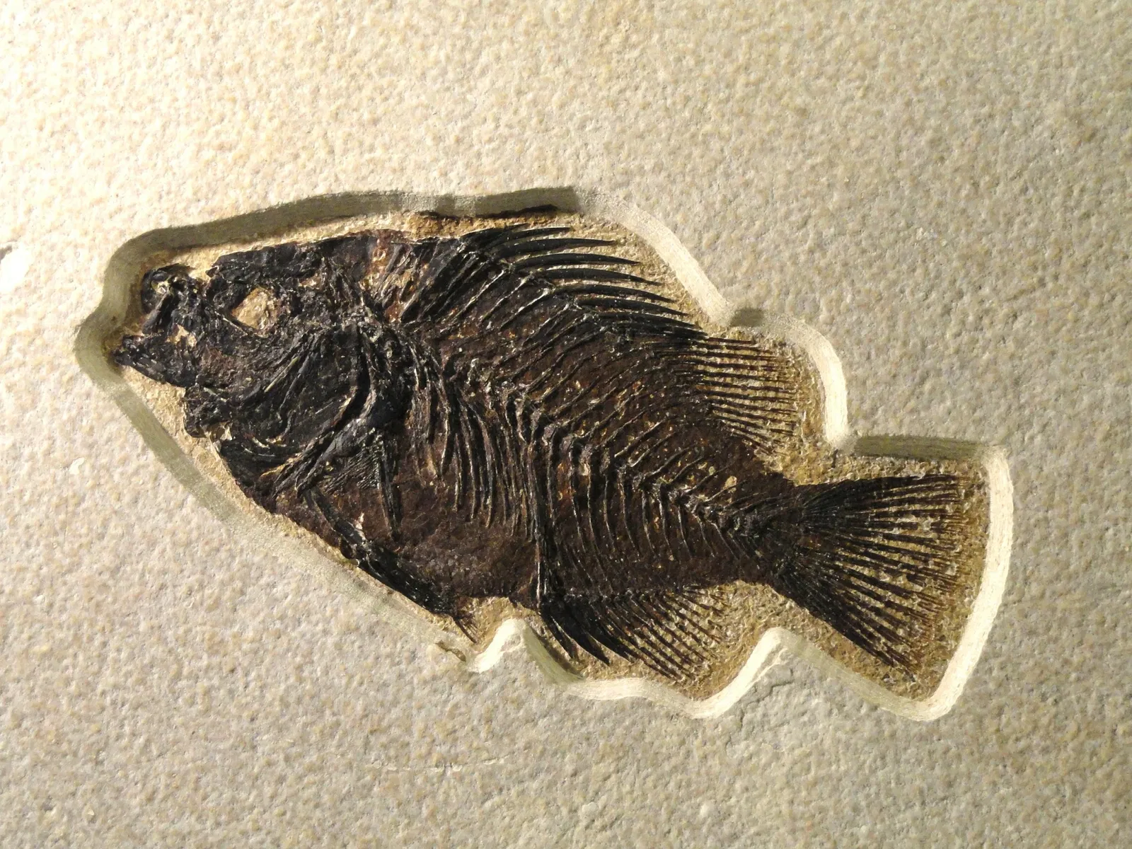 Natural History Museum of Utah