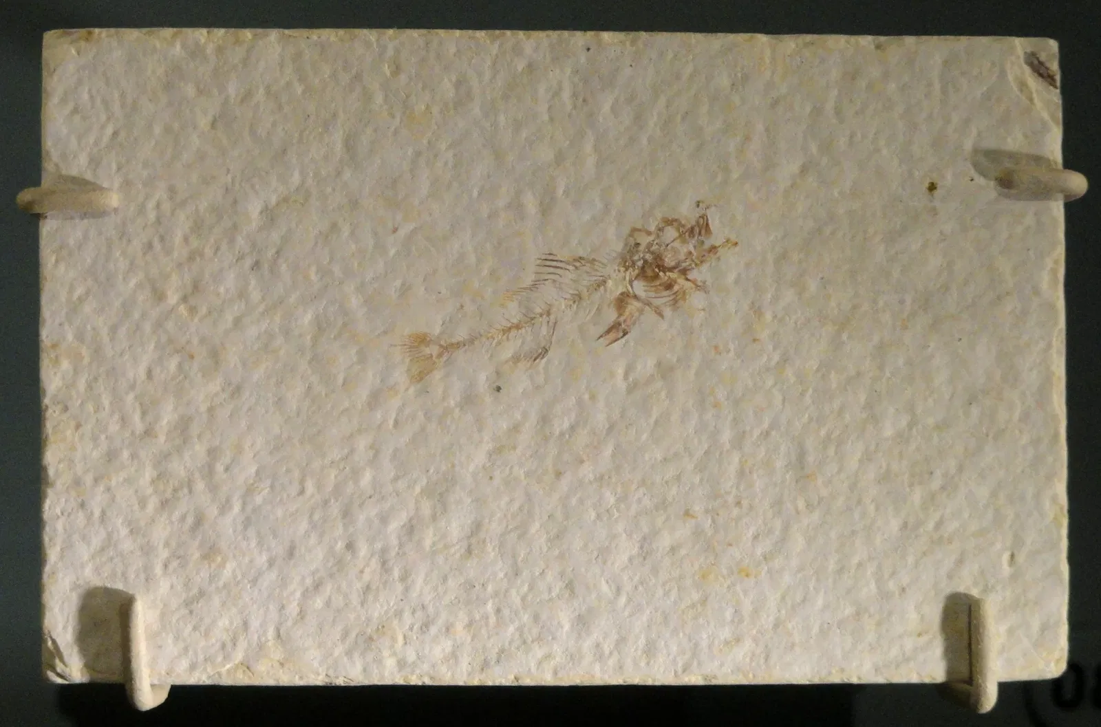 Natural History Museum of Utah