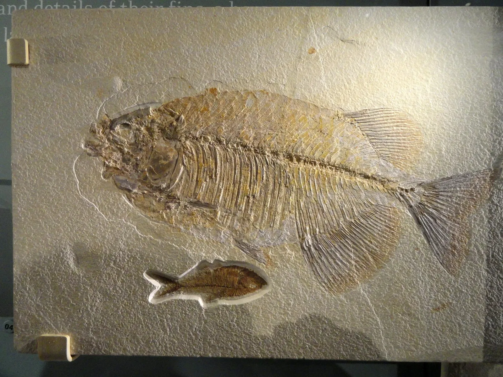 Natural History Museum of Utah