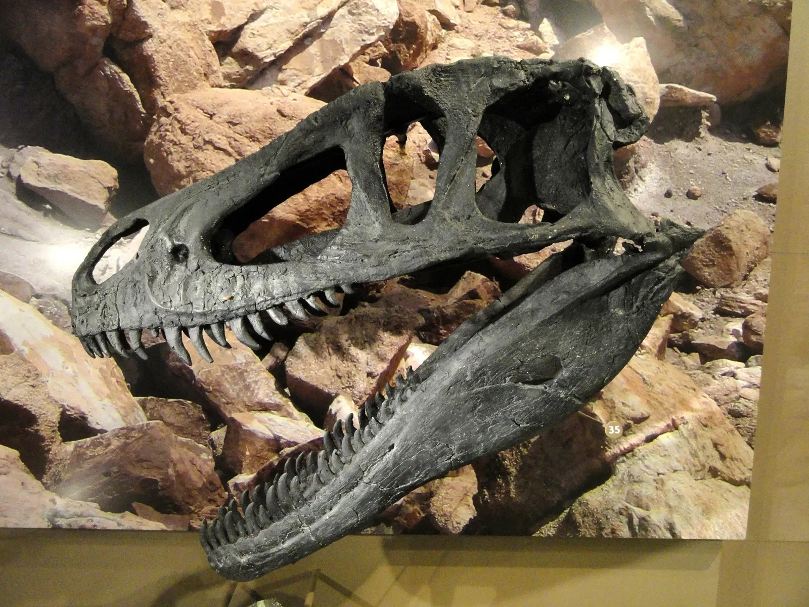 Natural History Museum of Utah
