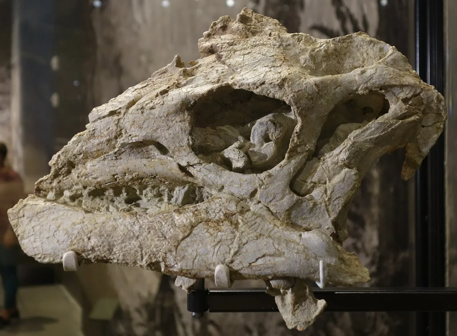 Natural History Museum of Utah