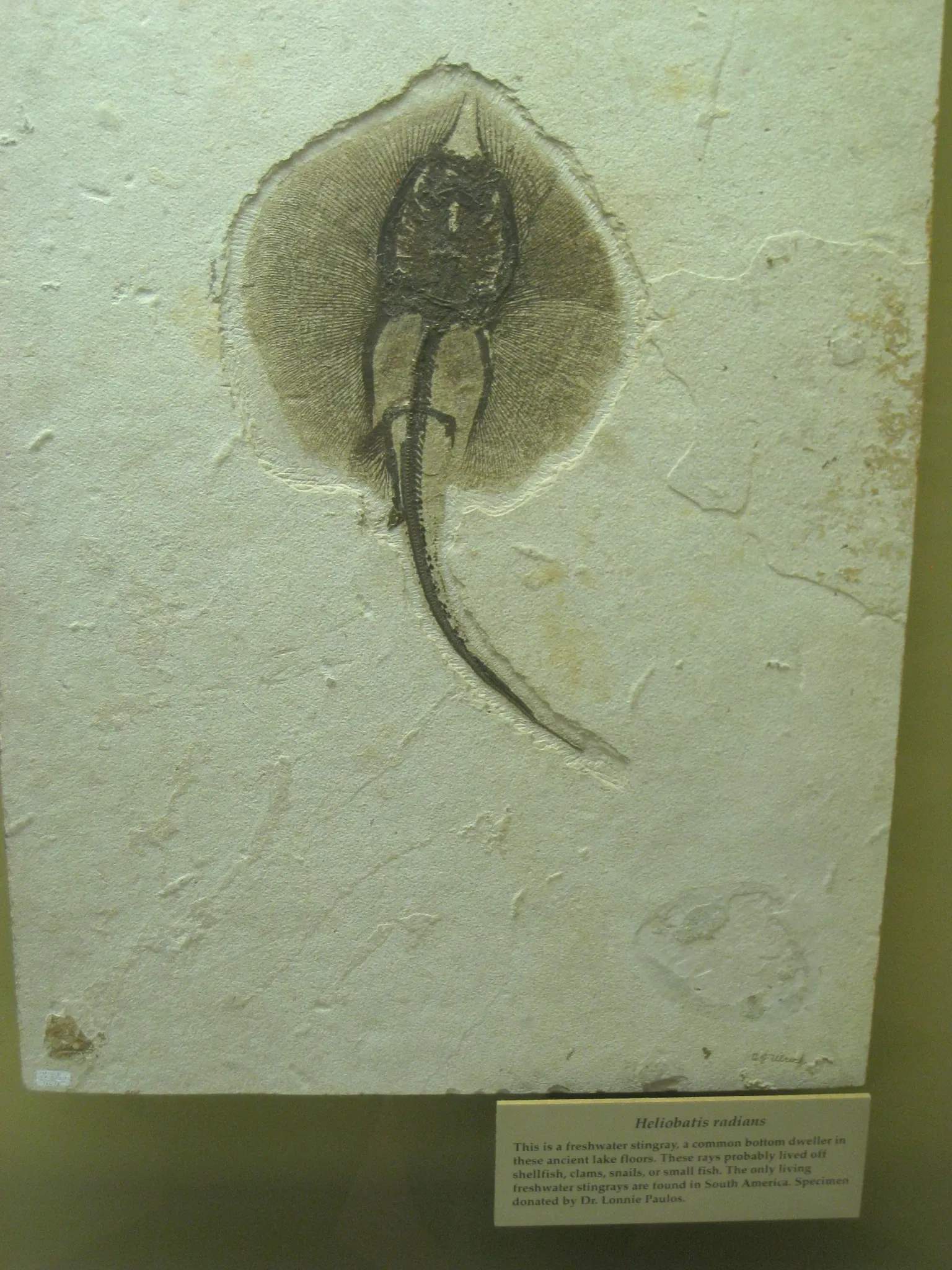 Natural History Museum of Utah