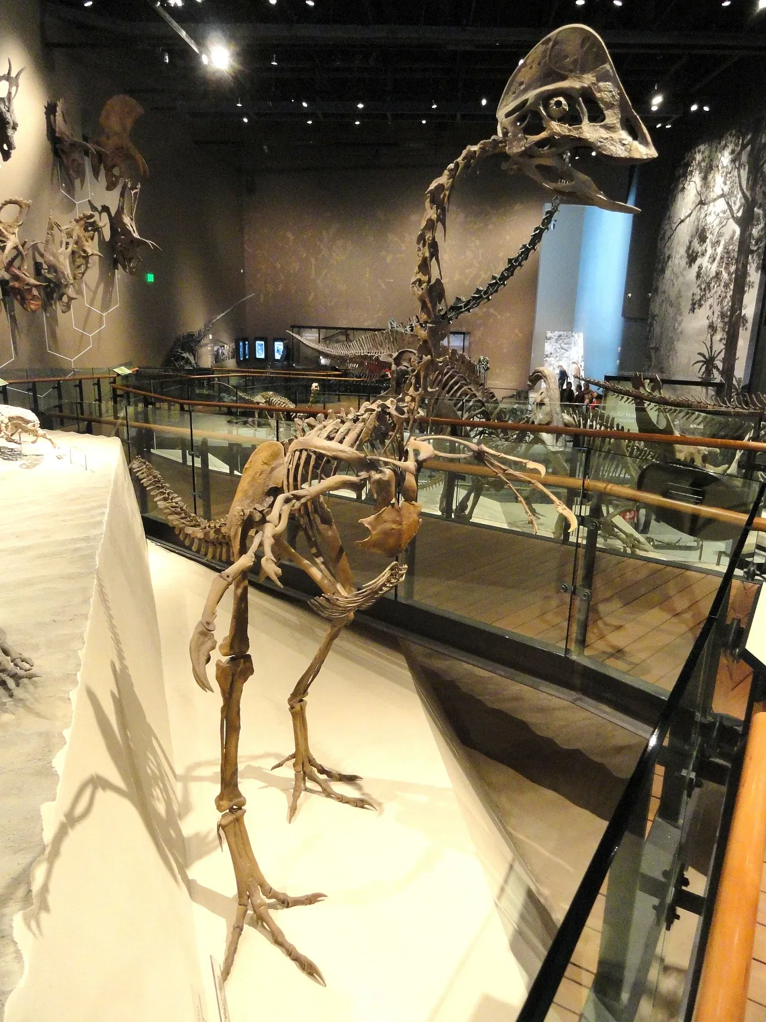 Natural History Museum of Utah