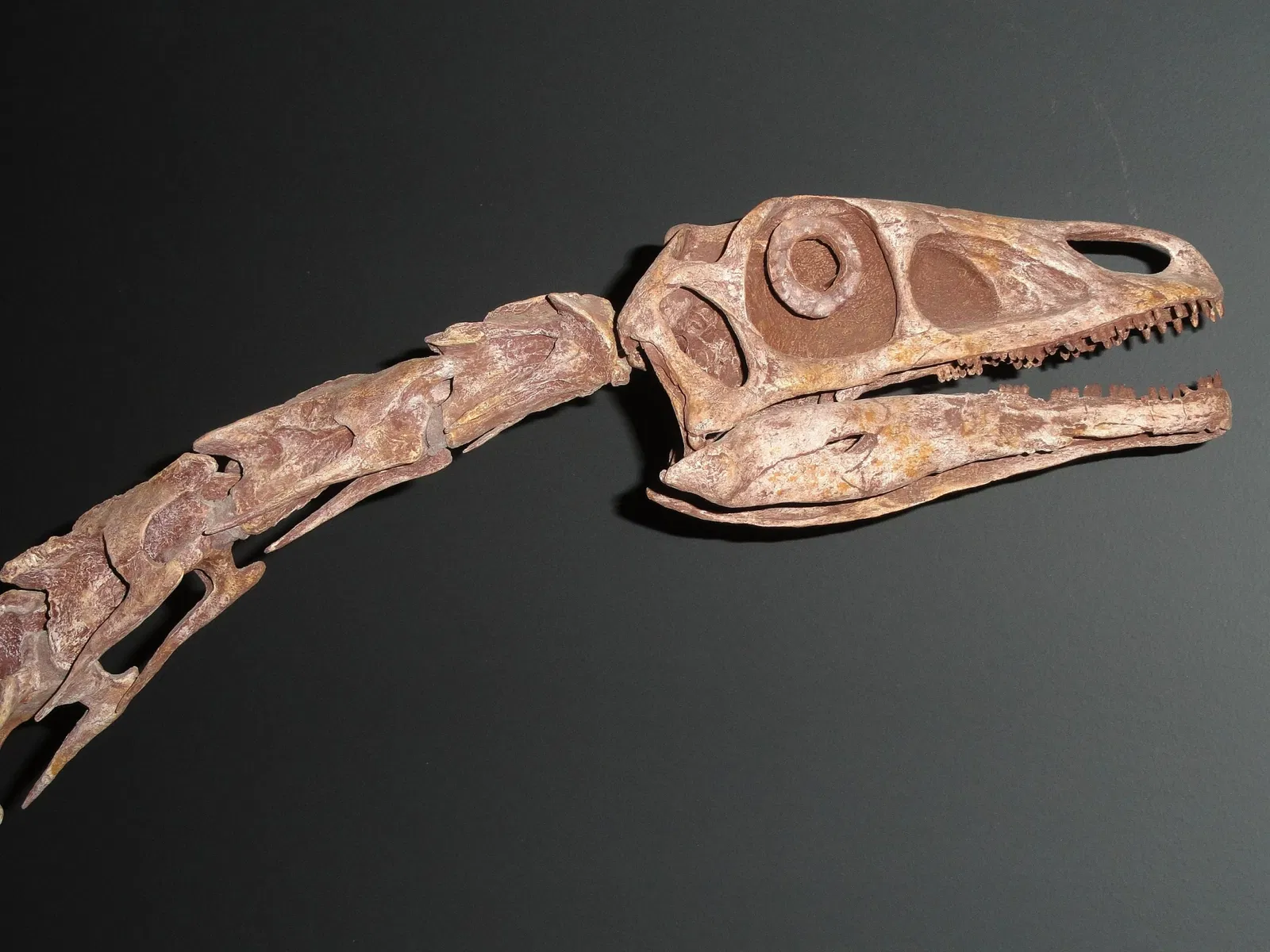 Natural History Museum of Utah