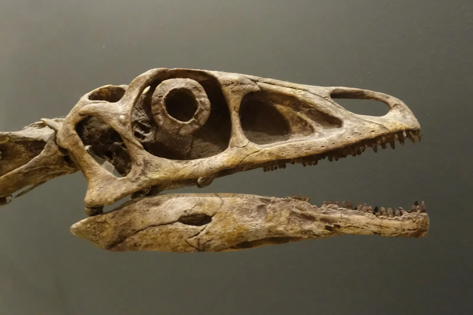 Natural History Museum of Utah