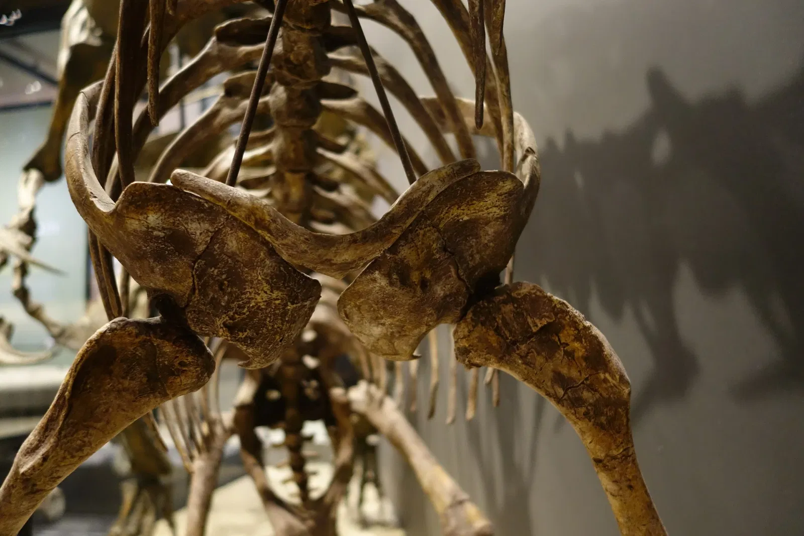 Natural History Museum of Utah