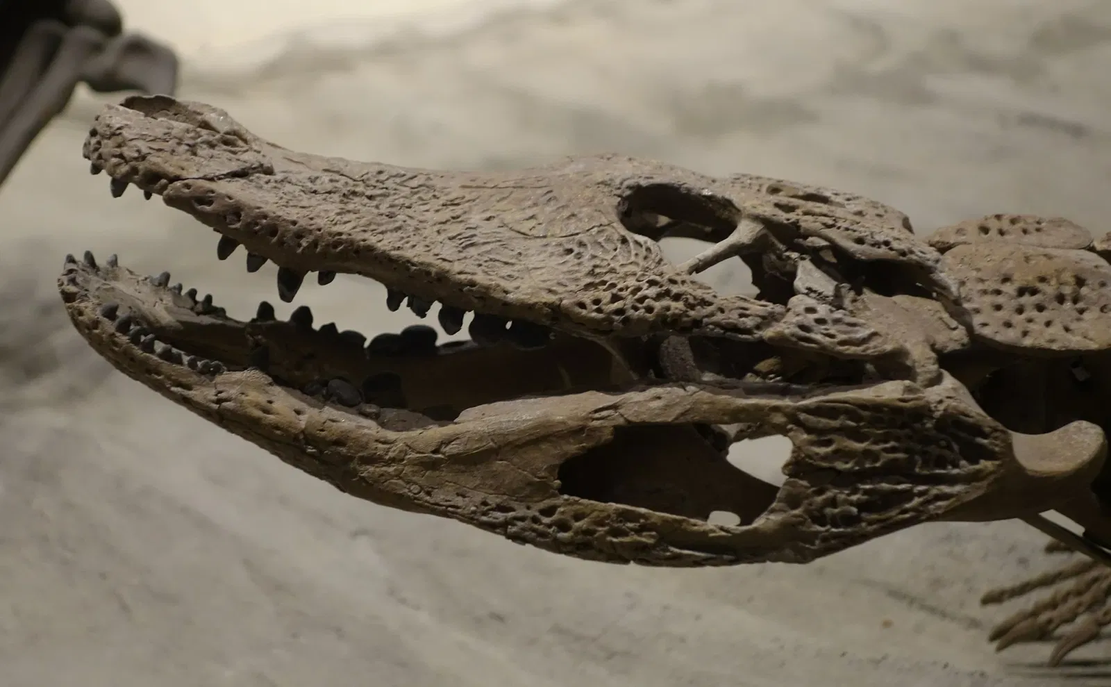 Natural History Museum of Utah