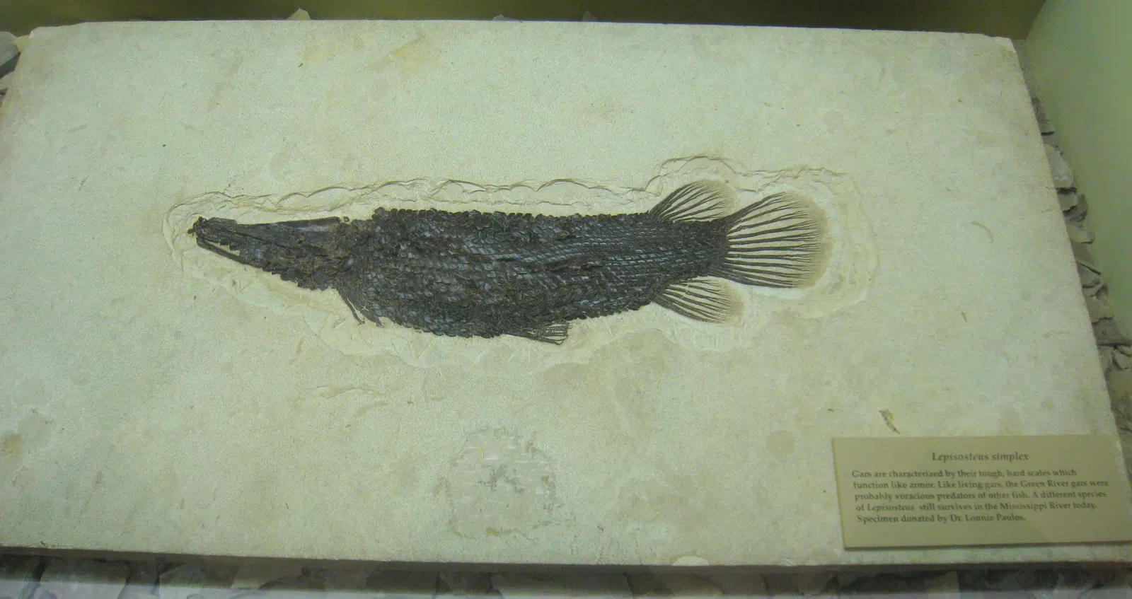 Natural History Museum of Utah