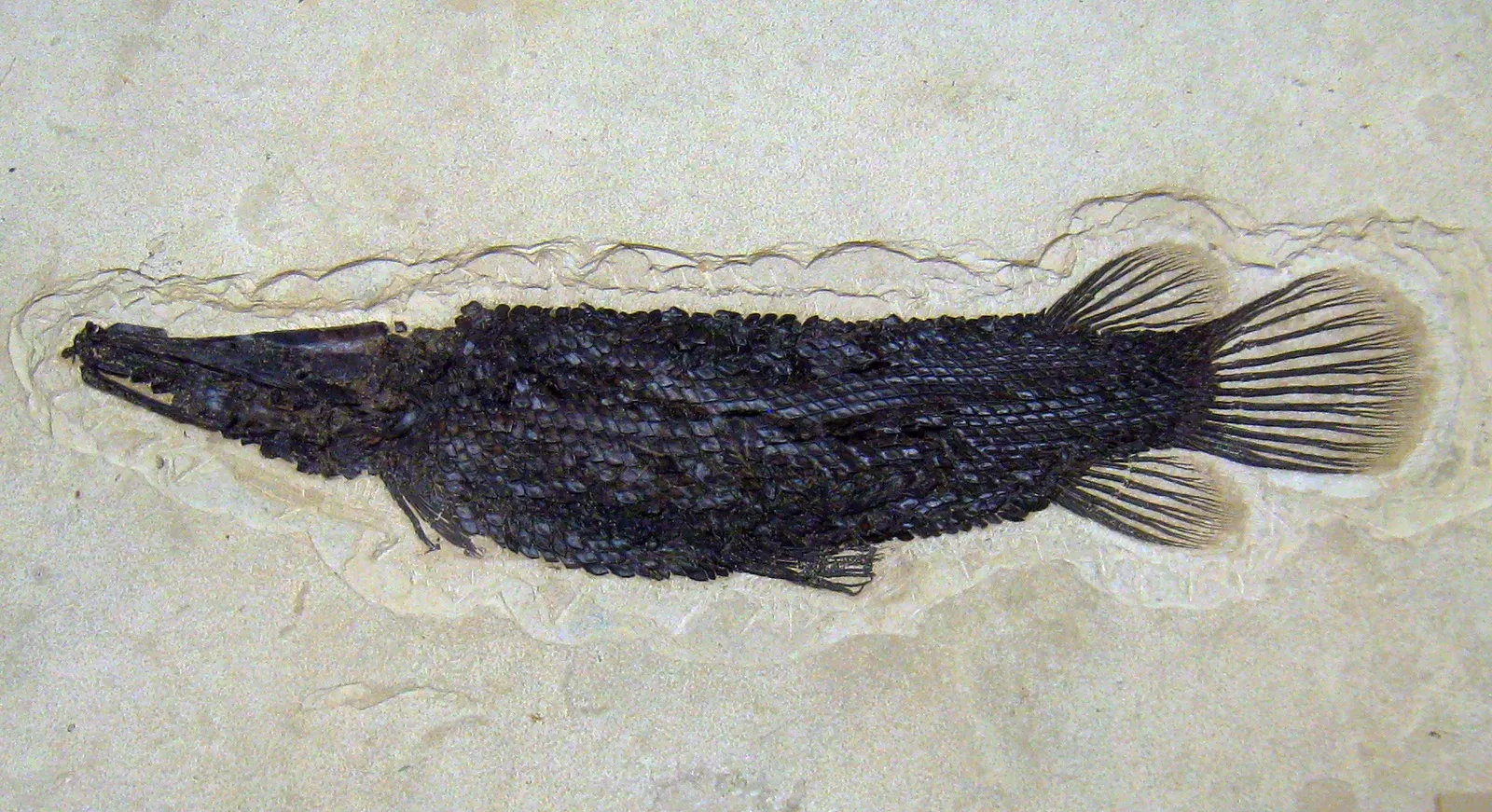 Natural History Museum of Utah