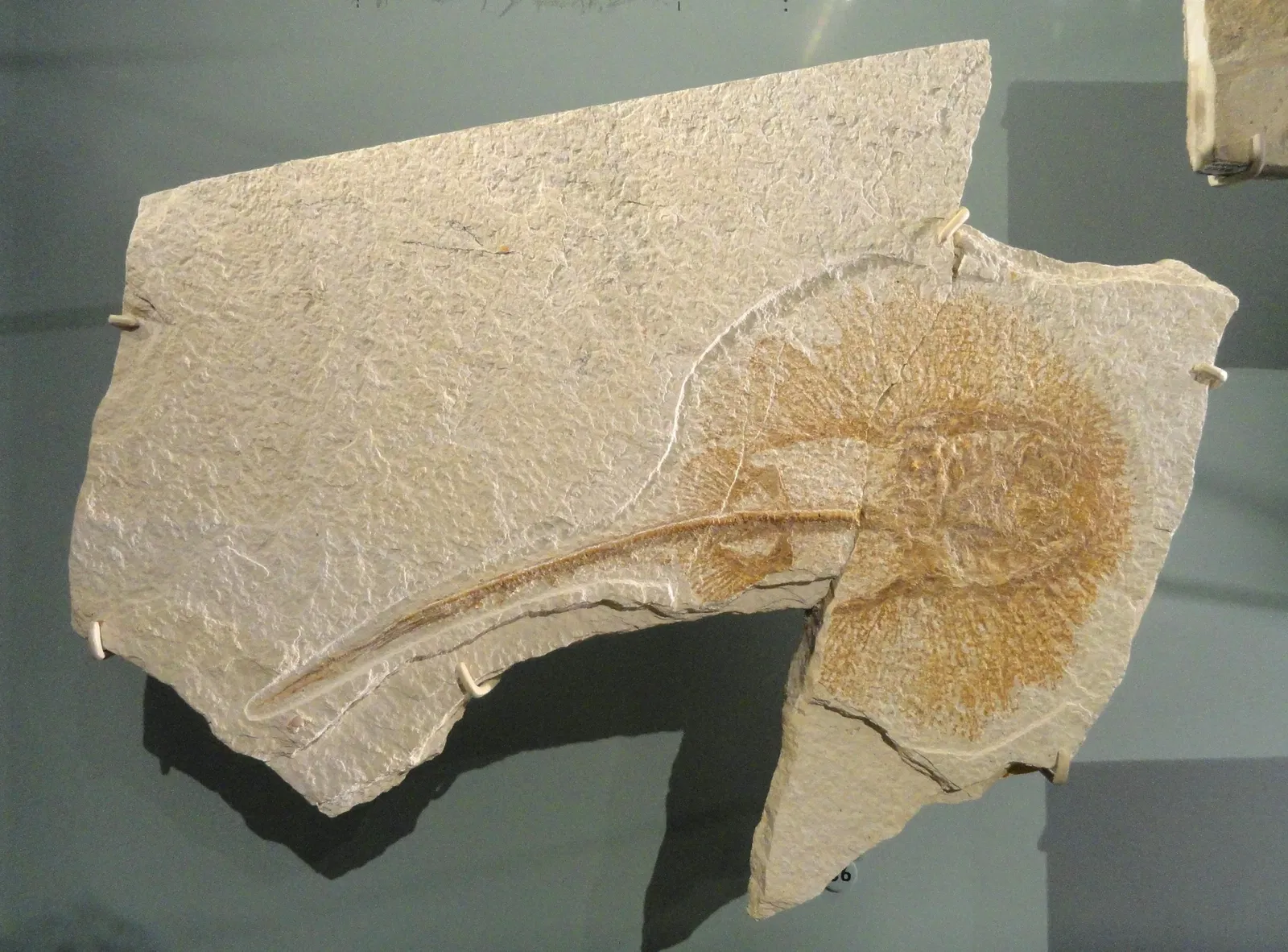 Natural History Museum of Utah