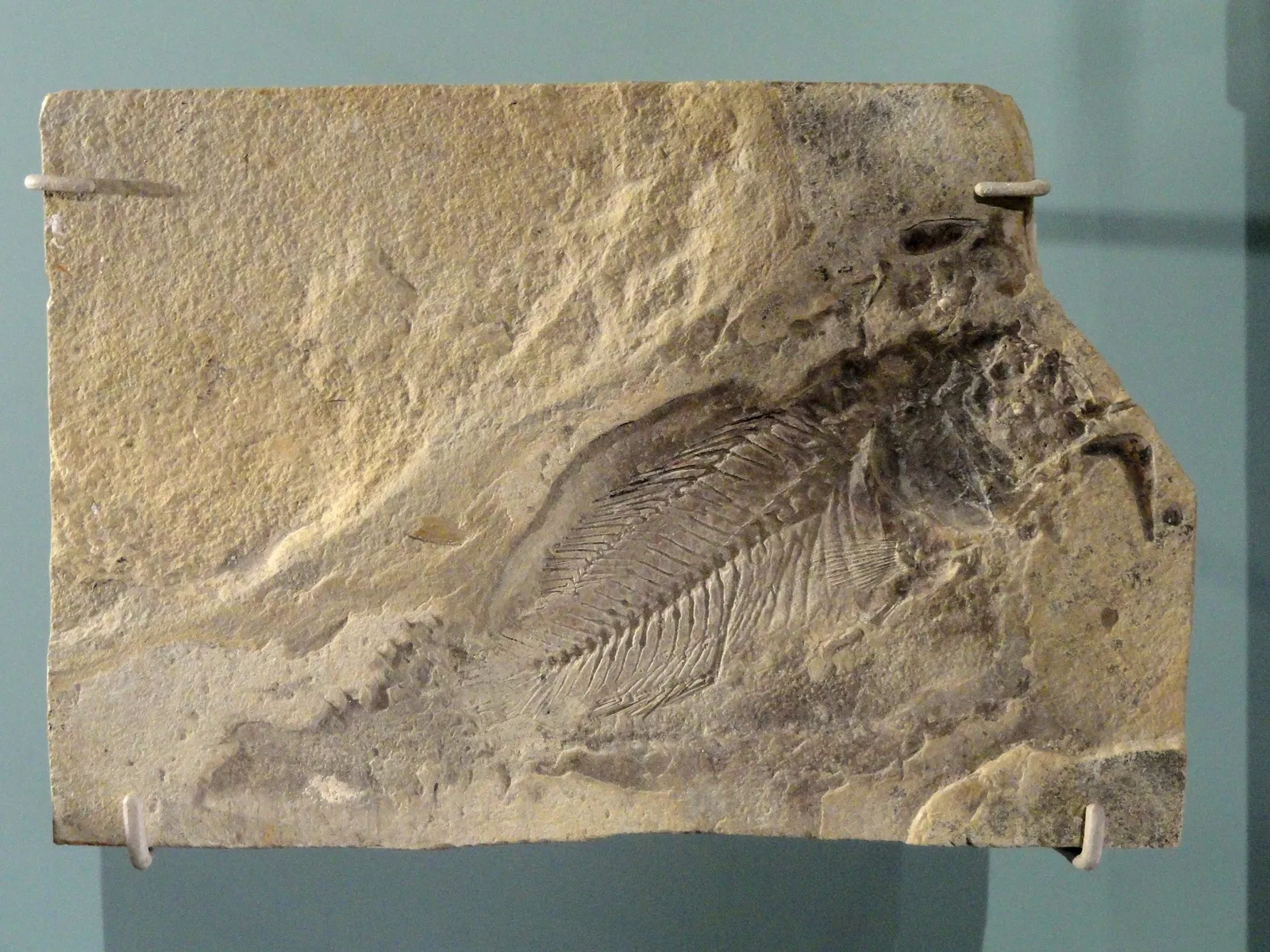 Natural History Museum of Utah