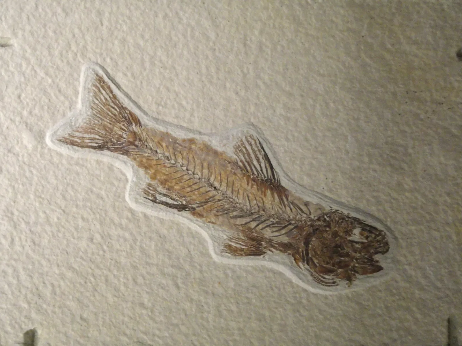 Natural History Museum of Utah