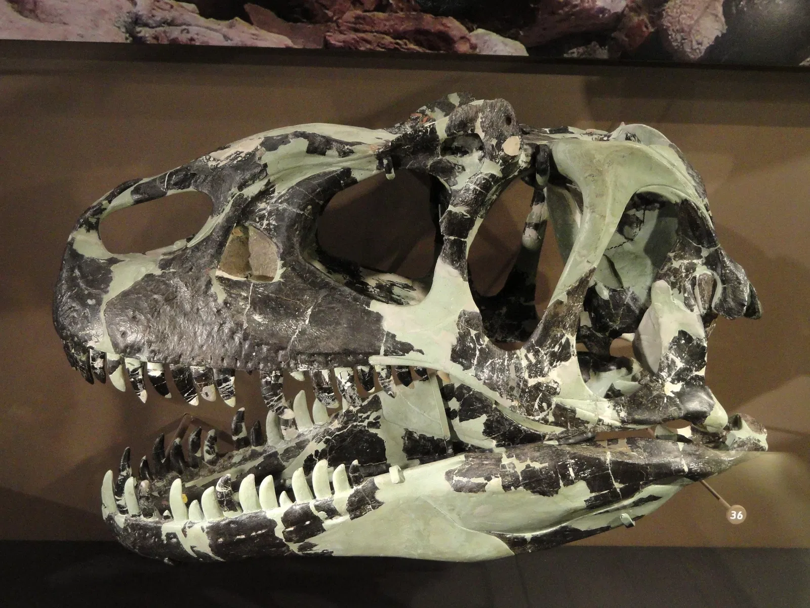 Natural History Museum of Utah