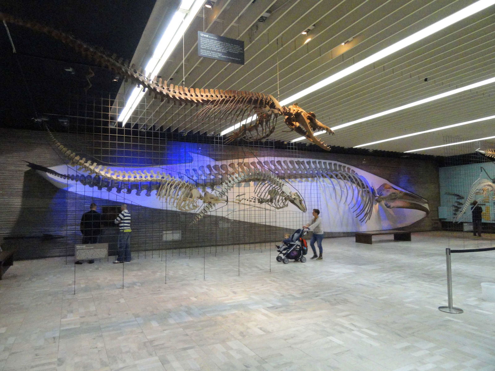 Senckenberg Natural History Museum