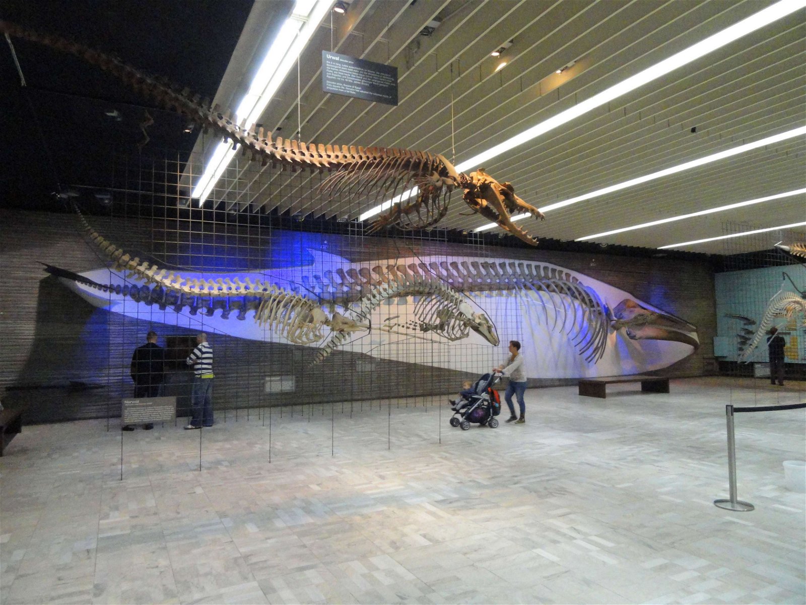 Senckenberg Natural History Museum