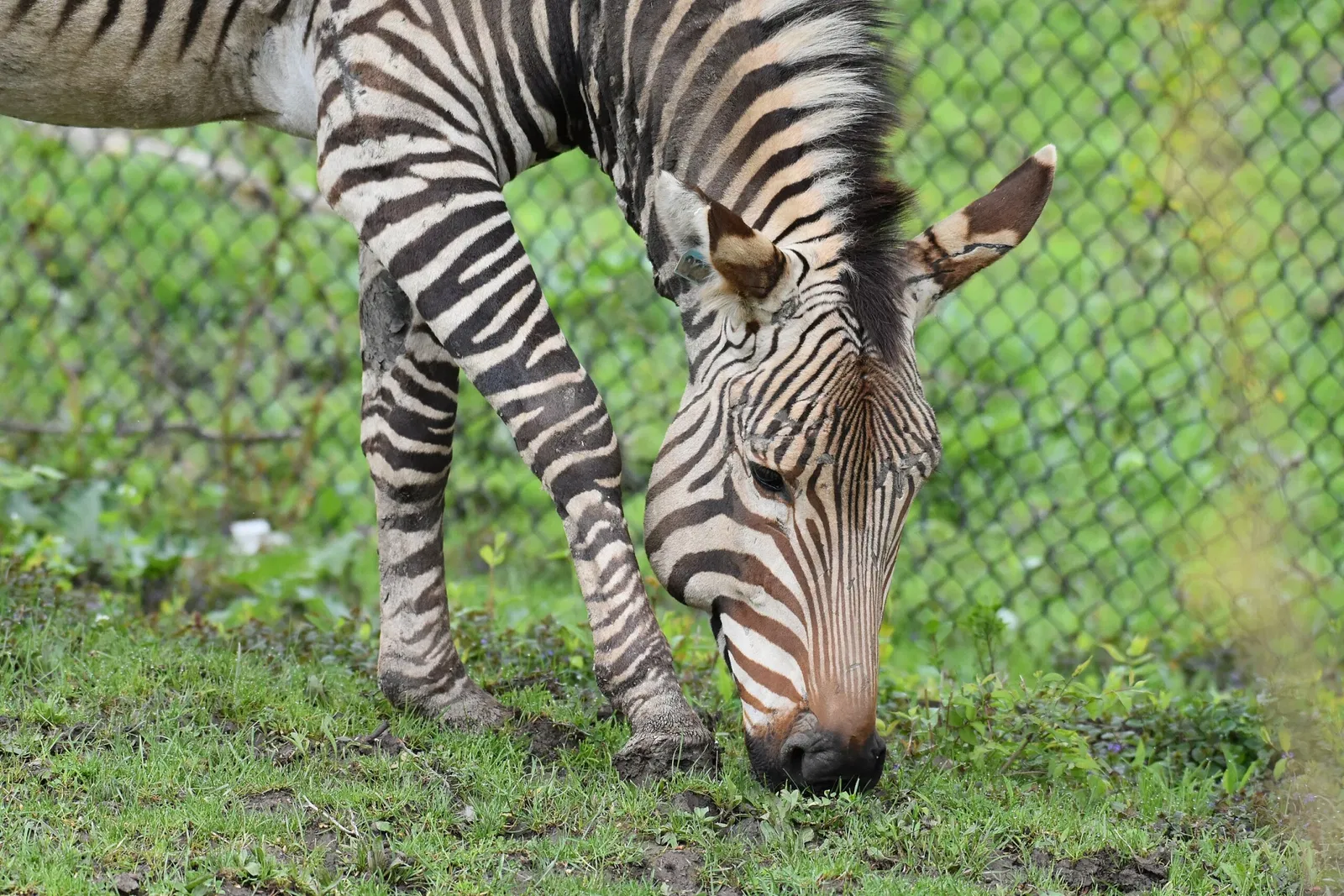 Cleveland Metroparks Zoo