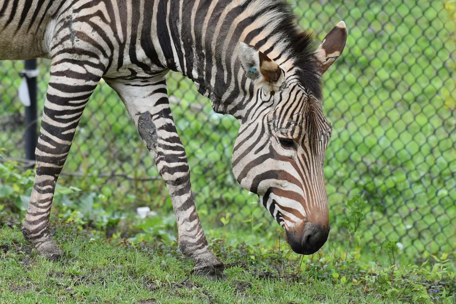 Cleveland Metroparks Zoo